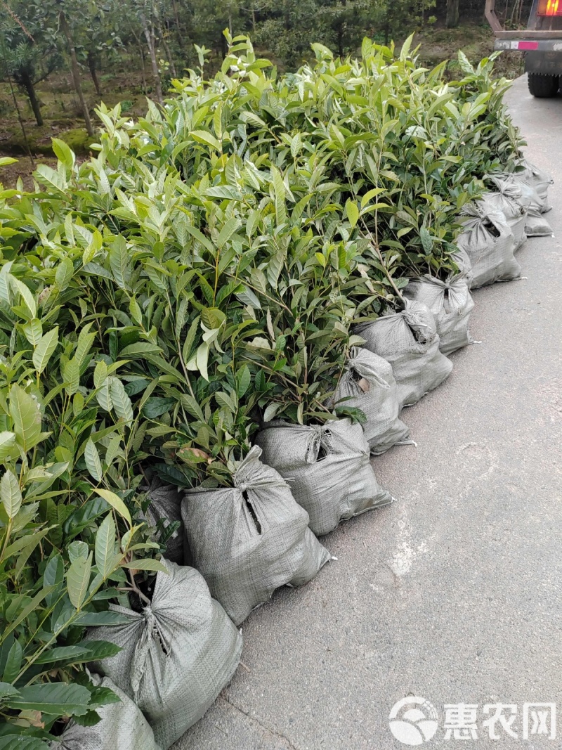 苦槠树苗老桩园林景观绿化庭院别墅苗木常青不落叶