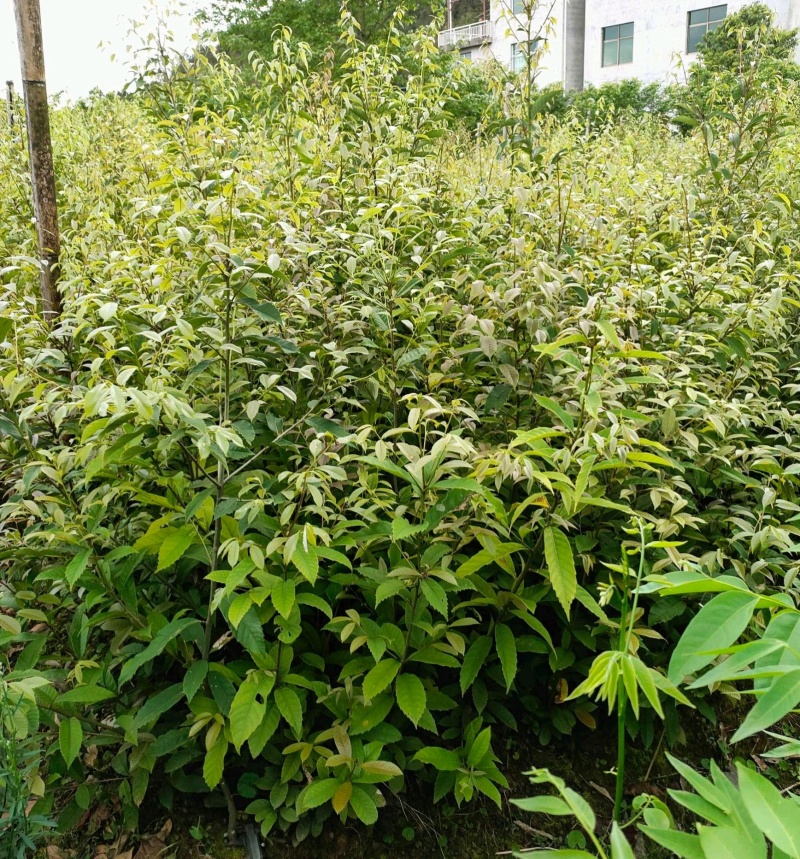 苦槠树苗老桩园林景观绿化庭院别墅苗木常青不落叶