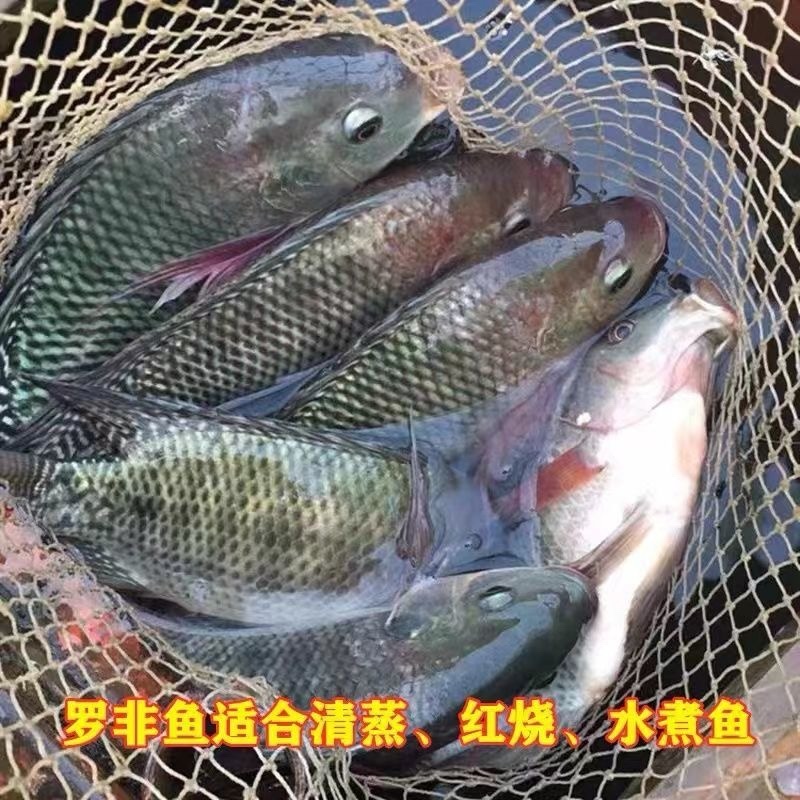 批新鲜罗非鱼淡水鱼非洲鲫鱼福寿鱼