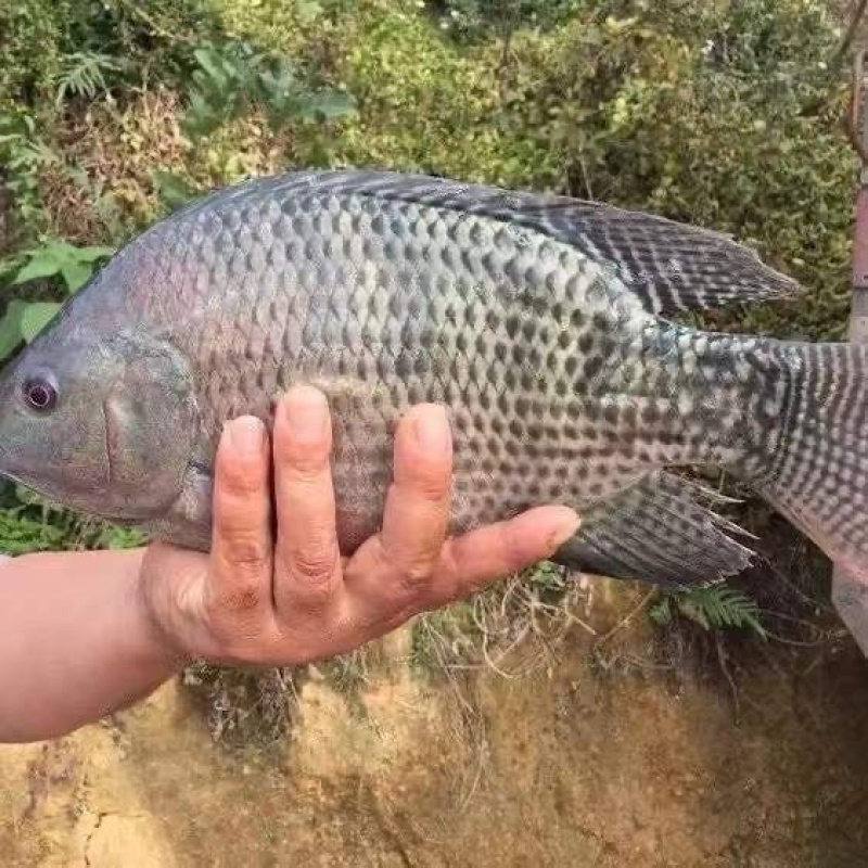 批新鲜罗非鱼淡水鱼非洲鲫鱼福寿鱼