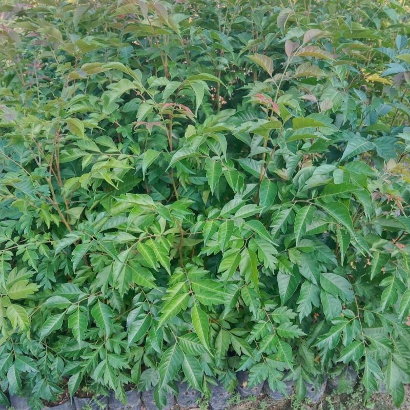 麻楝树苗四季常青种植物户外绿化观叶绿植别墅庭院遮荫风景树