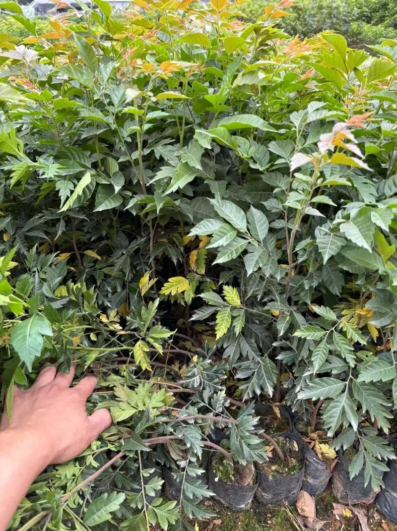 麻楝树苗四季常青种植物户外绿化观叶绿植别墅庭院遮荫风景树