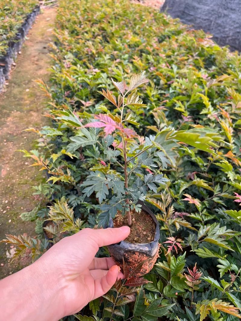 麻楝树苗四季常青种植物户外绿化观叶绿植别墅庭院遮荫风景树