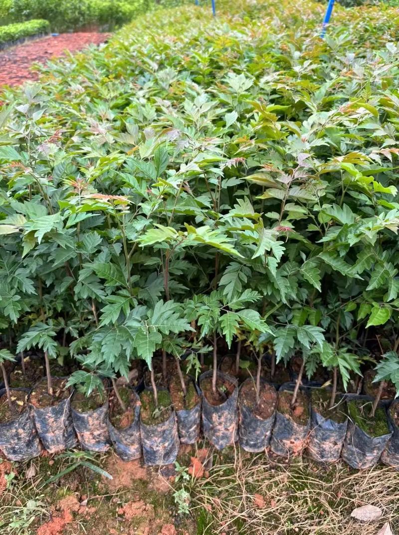 麻楝树苗四季常青种植物户外绿化观叶绿植别墅庭院遮荫风景树