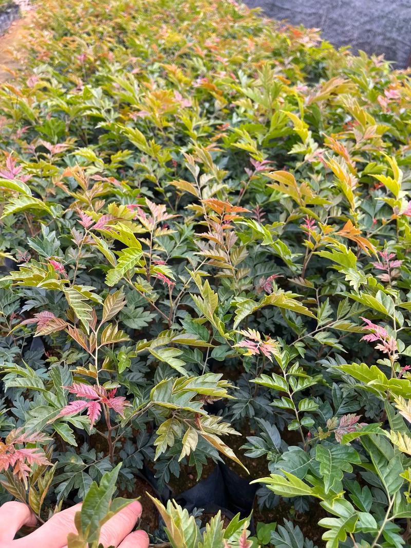 麻楝树苗四季常青种植物户外绿化观叶绿植别墅庭院遮荫风景树