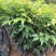 麻楝树苗四季常青种植物户外绿化观叶绿植别墅庭院遮荫风景树