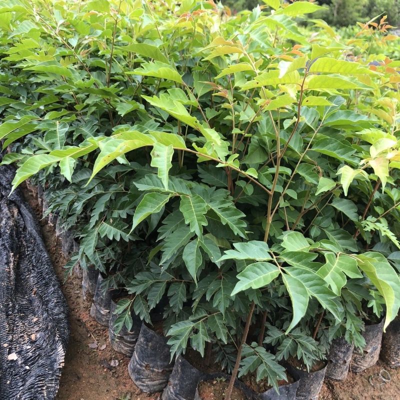 麻楝树苗四季常青种植物户外绿化观叶绿植别墅庭院遮荫风景树