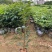 麻楝树苗四季常青种植物户外绿化观叶绿植别墅庭院遮荫风景树