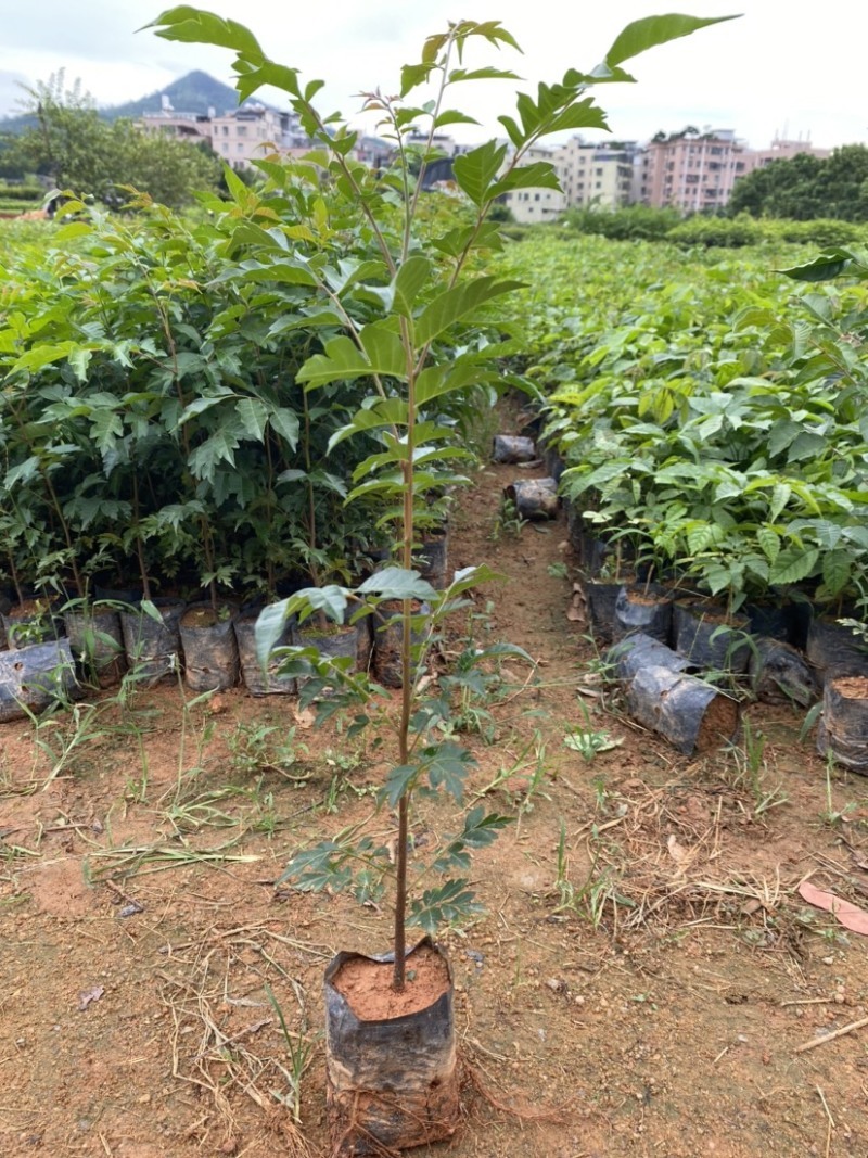 麻楝树苗四季常青种植物户外绿化观叶绿植别墅庭院遮荫风景树