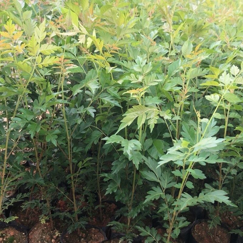 麻楝树苗四季常青种植物户外绿化观叶绿植别墅庭院遮荫风景树