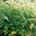 麻楝树苗四季常青种植物户外绿化观叶绿植别墅庭院遮荫风景树