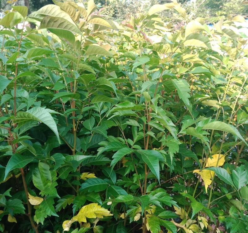 麻楝树苗四季常青种植物户外绿化观叶绿植别墅庭院遮荫风景树