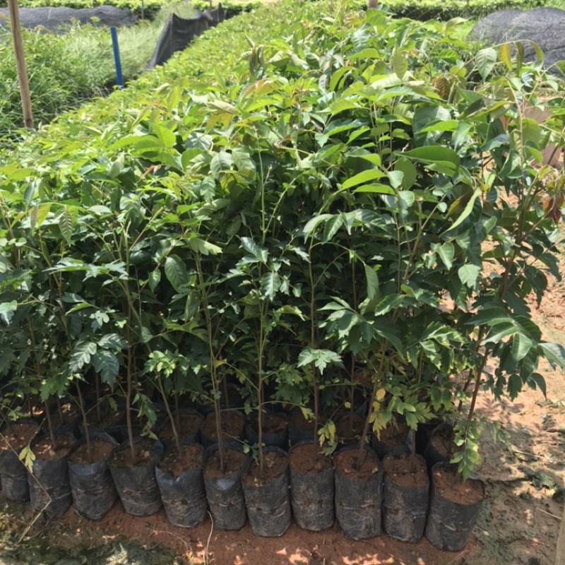 麻楝树苗四季常青种植物户外绿化观叶绿植别墅庭院遮荫风景树