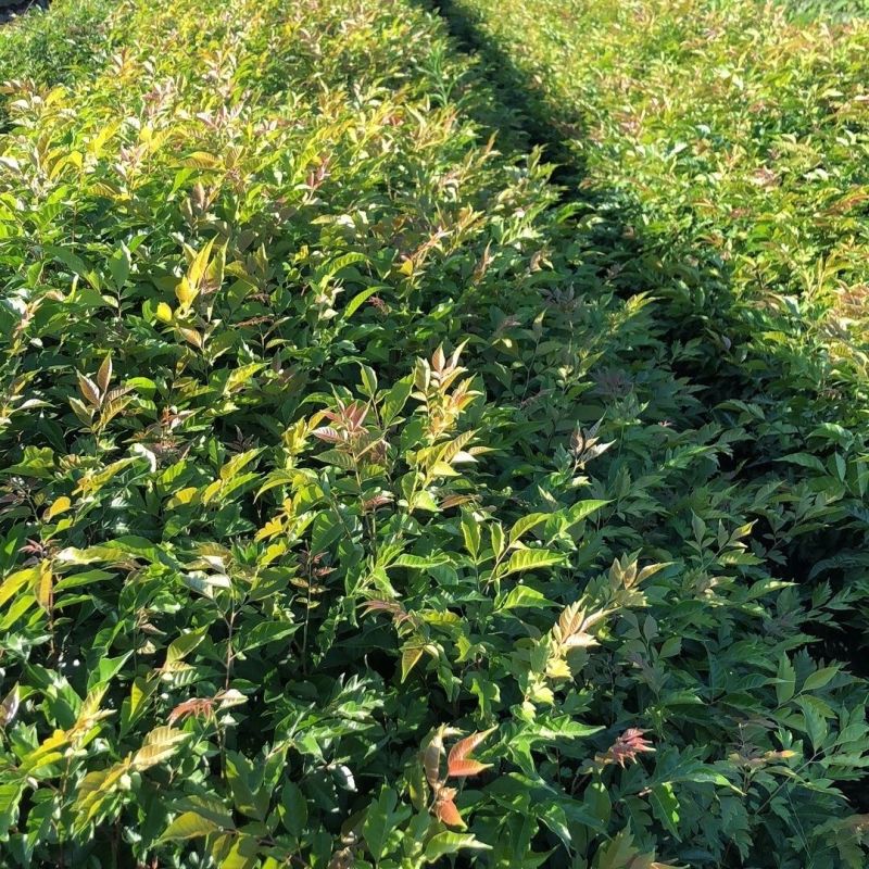 麻楝树苗四季常青种植物户外绿化观叶绿植别墅庭院遮荫风景树