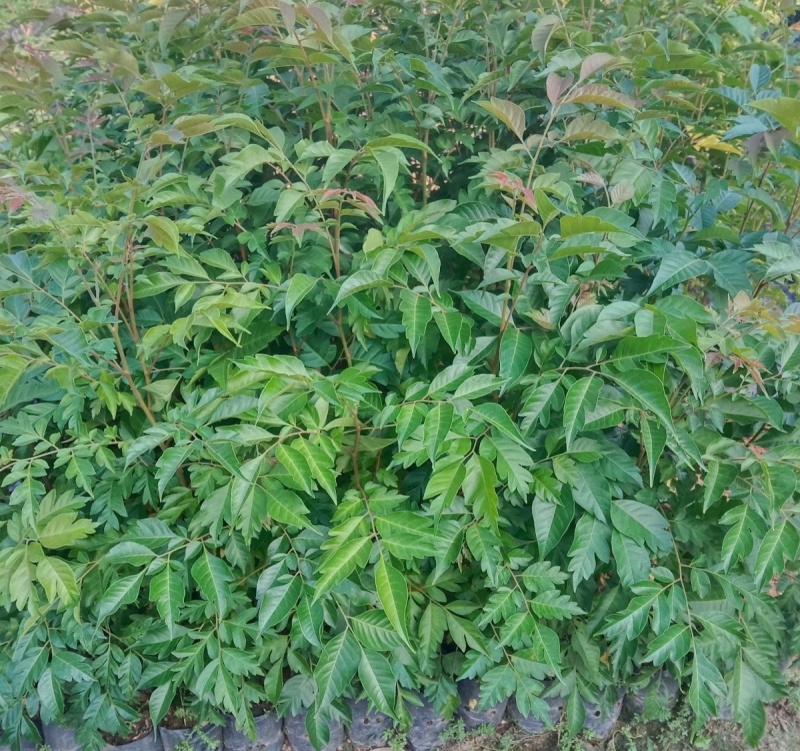 麻楝树苗四季常青种植物户外绿化观叶绿植别墅庭院遮荫风景树