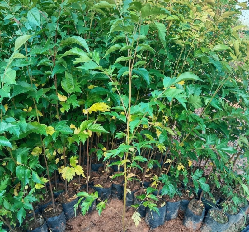 麻楝树苗四季常青种植物户外绿化观叶绿植别墅庭院遮荫风景树