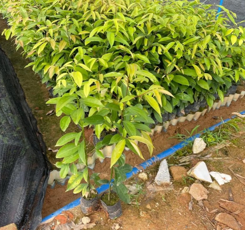 阴香树苗四季常青绿化树别墅庭院驱蚊常绿工程乔木