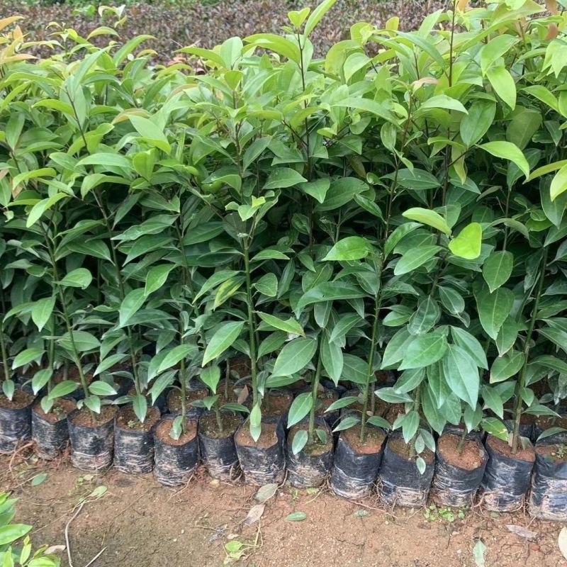 阴香树苗四季常青绿化树别墅庭院驱蚊常绿工程乔木