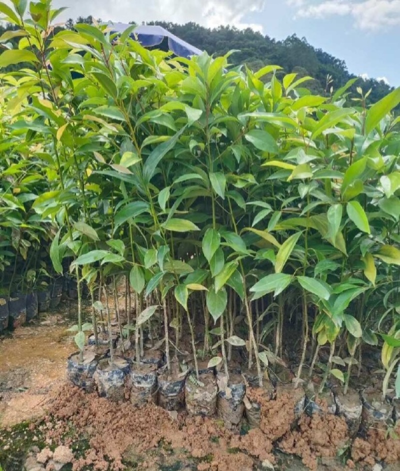 阴香树苗四季常青绿化树别墅庭院驱蚊常绿工程乔木