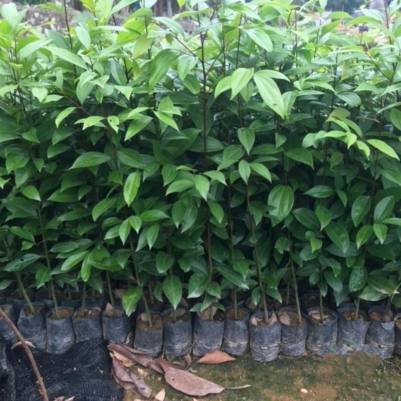阴香树苗四季常青绿化树别墅庭院驱蚊常绿工程乔木