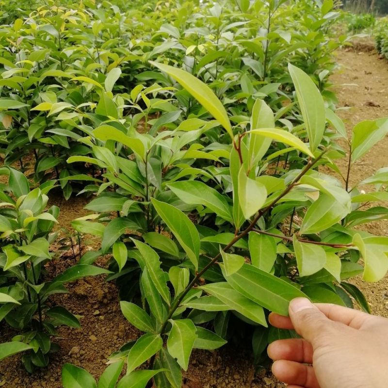 阴香树苗四季常青绿化树别墅庭院驱蚊常绿工程乔木