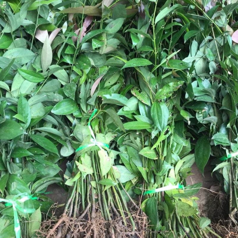 阴香树苗四季常青绿化树别墅庭院驱蚊常绿工程乔木