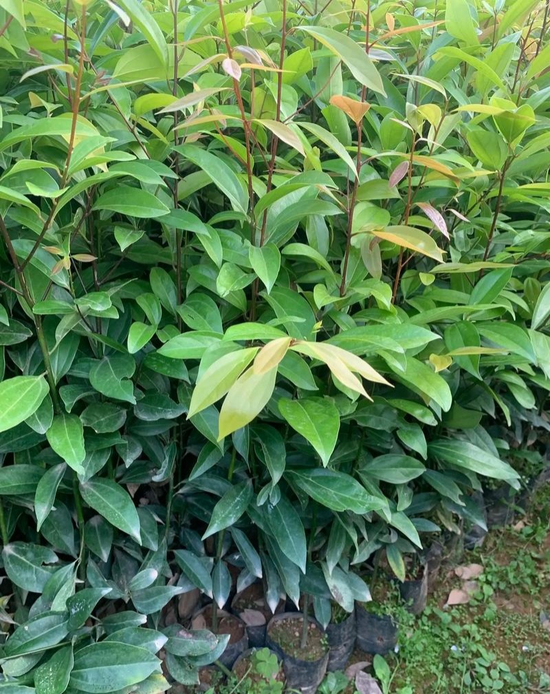 阴香树苗四季常青绿化树别墅庭院驱蚊常绿工程乔木