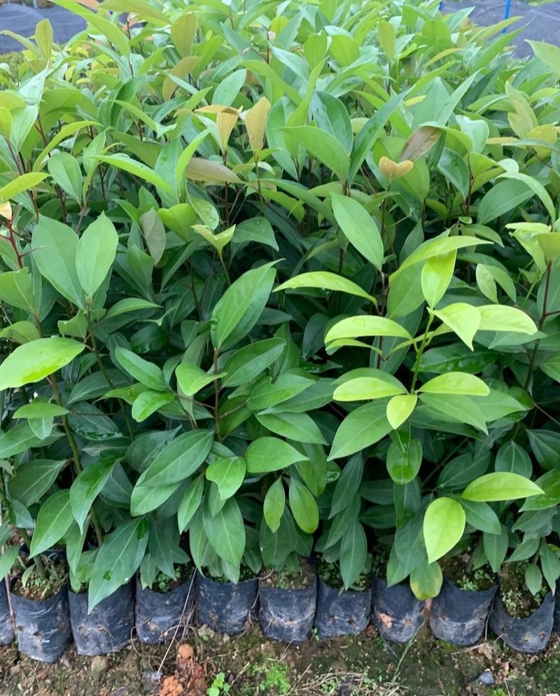 阴香树苗四季常青绿化树别墅庭院驱蚊常绿工程乔木