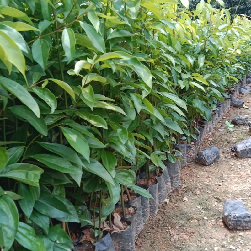 阴香树苗四季常青绿化树别墅庭院驱蚊常绿工程乔木