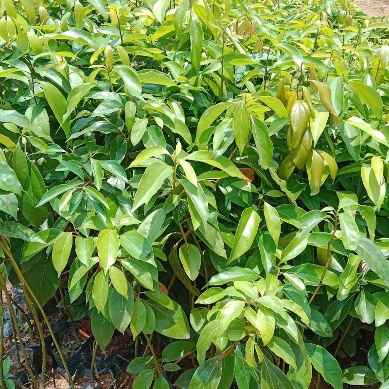 阴香树苗四季常青绿化树别墅庭院驱蚊常绿工程乔木