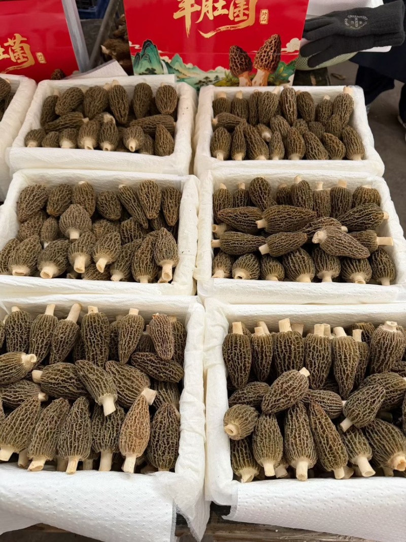 鲜羊肚菌