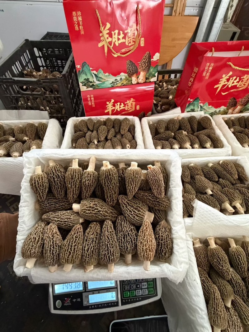 鲜羊肚菌