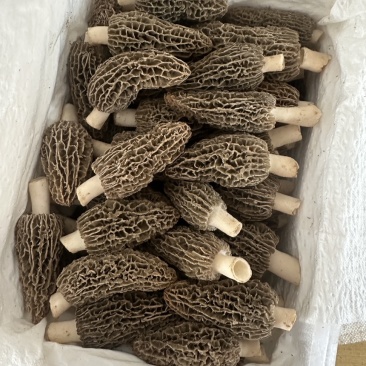 鲜羊肚菌