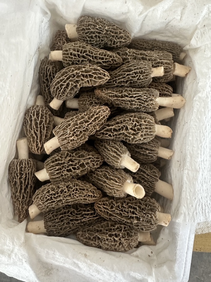 鲜羊肚菌
