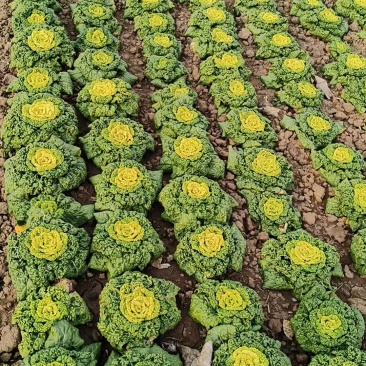 露天黄心菜