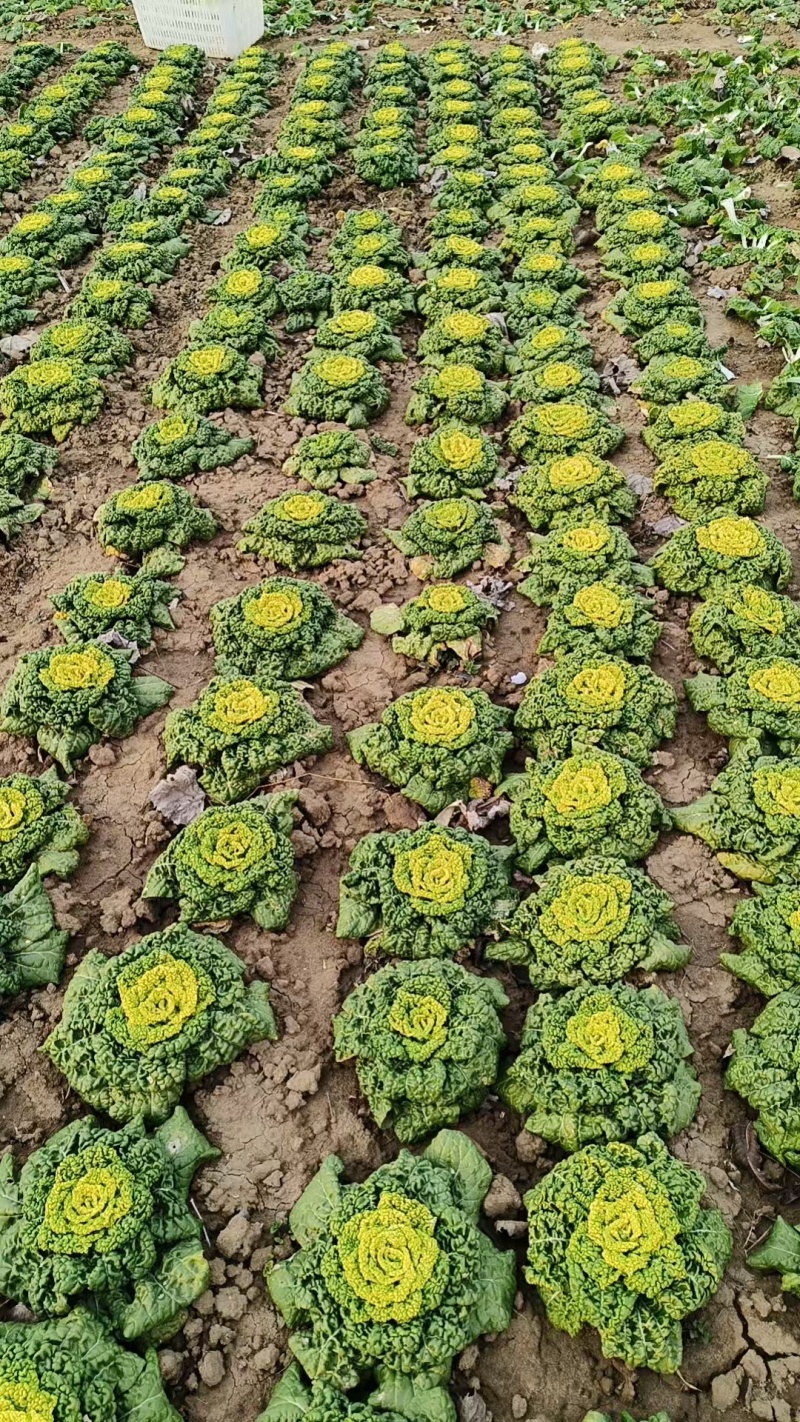 露天黄心菜