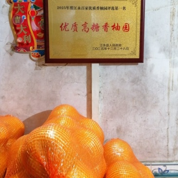 江永粗石江老树沙田柚大量上市，做生意的老板可来产区批发