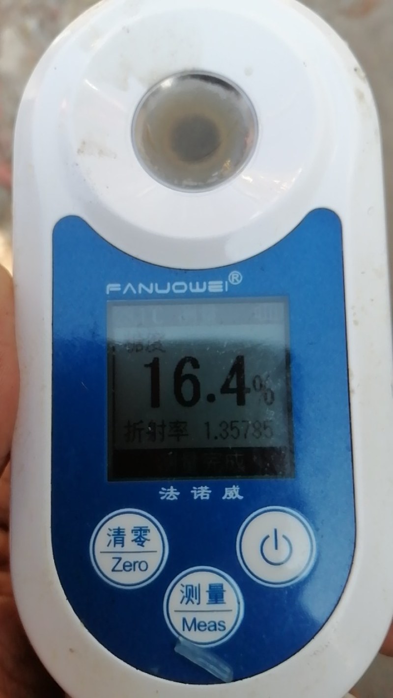 江永粗石江老树沙田柚大量上市，做生意的老板可来产区批发