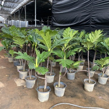 面包树盆栽室内大型绿植客厅植物办公室真树好养花卉