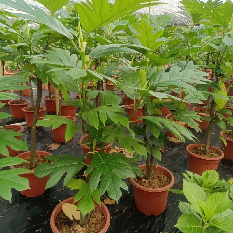 面包树盆栽室内大型绿植客厅植物办公室真树好养花卉