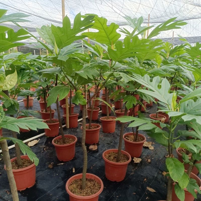 面包树盆栽室内大型绿植客厅植物办公室真树好养花卉