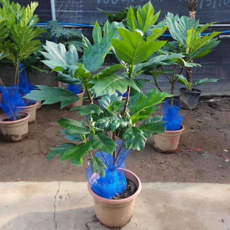 面包树盆栽室内大型绿植客厅植物办公室真树好养花卉