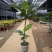 面包树盆栽室内大型绿植客厅植物办公室真树好养花卉