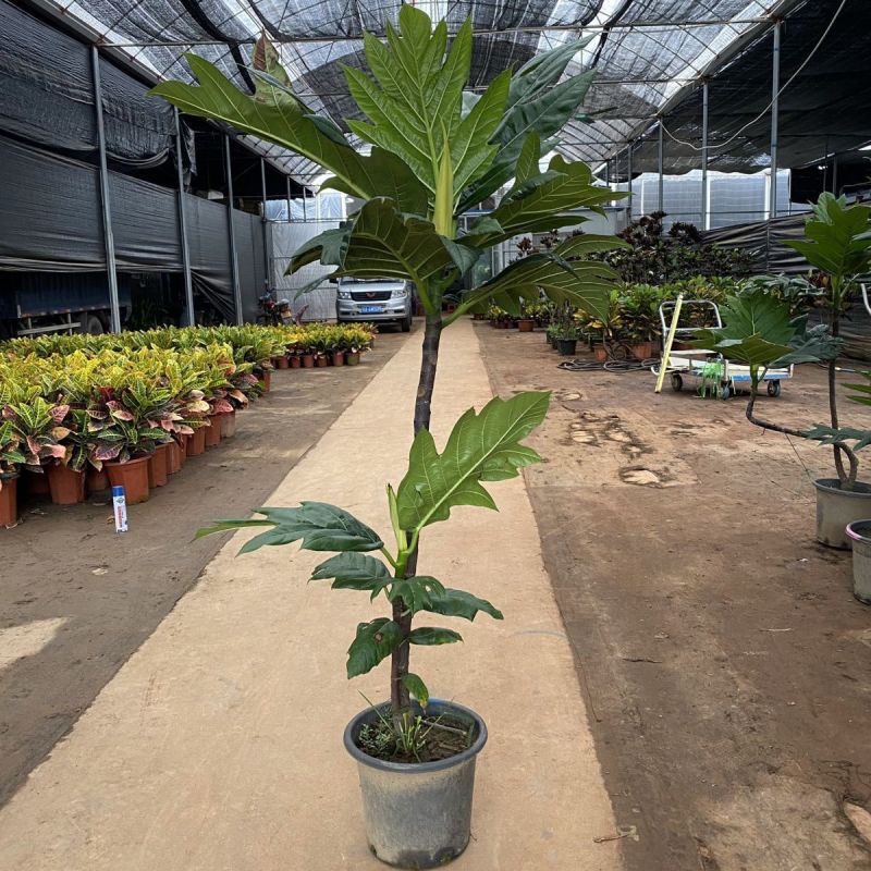 面包树盆栽室内大型绿植客厅植物办公室真树好养花卉