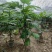 面包树盆栽室内大型绿植客厅植物办公室真树好养花卉