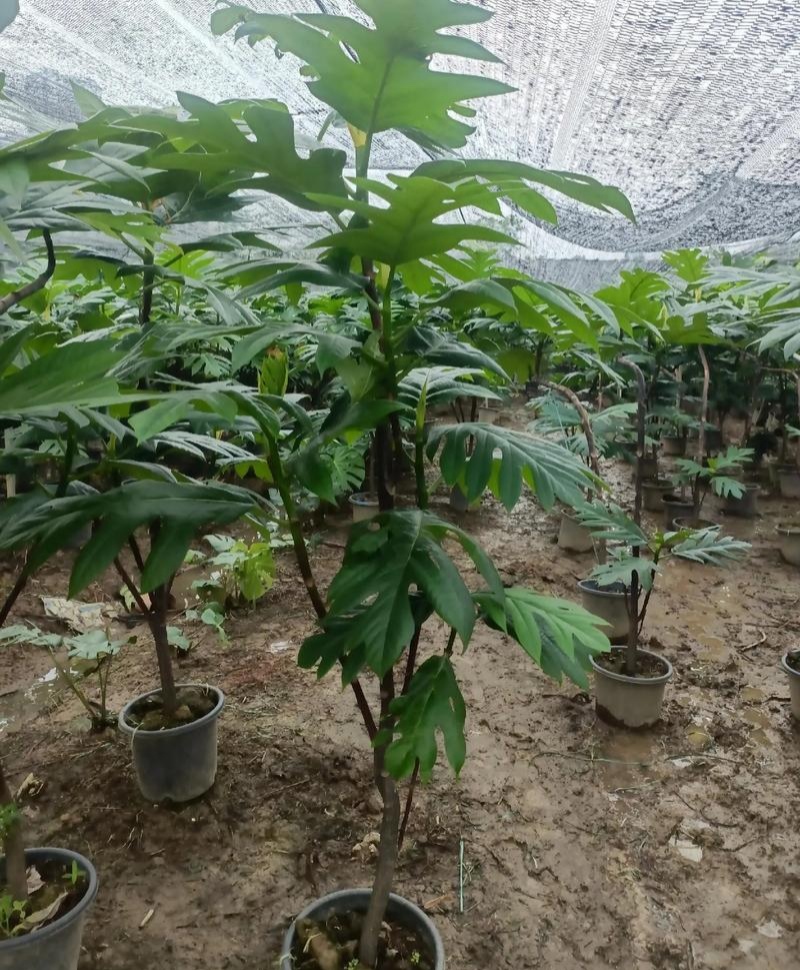 面包树盆栽室内大型绿植客厅植物办公室真树好养花卉