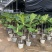 面包树盆栽室内大型绿植客厅植物办公室真树好养花卉