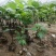 面包树盆栽室内大型绿植客厅植物办公室真树好养花卉