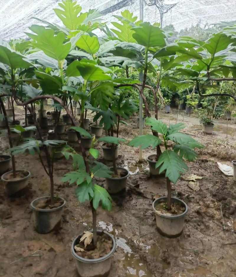 面包树盆栽室内大型绿植客厅植物办公室真树好养花卉
