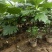 面包树盆栽室内大型绿植客厅植物办公室真树好养花卉